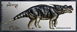 Achelousaurus horneri.jpg
