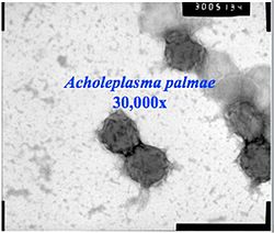 Acholeplasma palmae.jpg