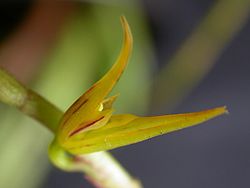 Acianthera adamantinensis.jpg