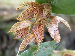 Acianthera bicornuta.jpg