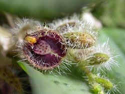 Acianthera crinita.jpg