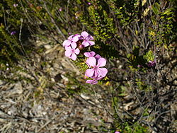 Acmadenia mundiana flower.JPG