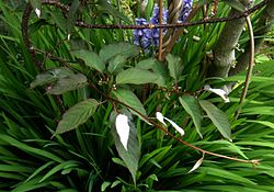 Actinidia pilosula (4624016578).jpg