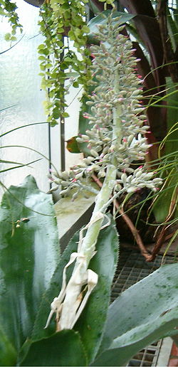 Aechmea mexicana Inflorescence BotGardBln1205.jpg