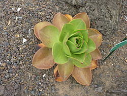 Aeonium nobile - Jardín Botánico Canario.jpg