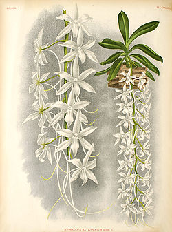 Aerangis articulata.jpg