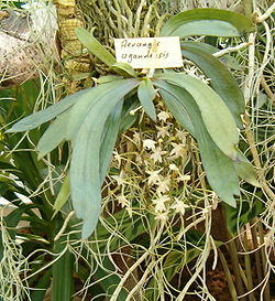Aerangis ugandensis OrchidsBln0906a.jpg