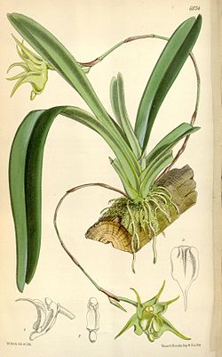 Aeranthes arachnitis (spelled Acranthus arachnitis) - Curtis' 99 (Ser. 3 no. 29) pl. 6034 (1873).jpg