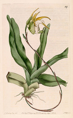 Aeranthes grandiflora - Bot. Reg. 10 pl. 817 (1824).jpg