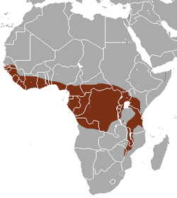 Distribución de la civeta africana de las palmeras