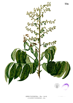 Aganope thyrsiflora Blanco2.336.png