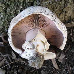 Agaricus bernardii 2377.jpg