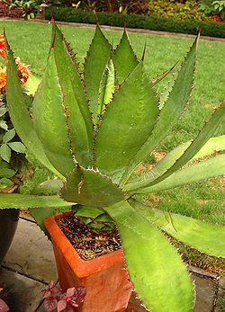 Agave bovicornuta Plant 1935px.jpg