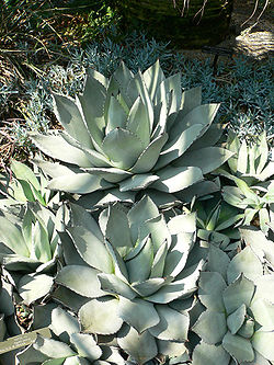 Agave parryi.jpg