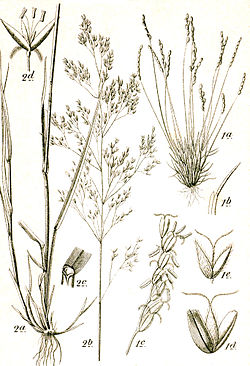 Agrostis+Mibora sp Sturm14.jpg