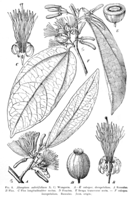 Alangium salviifolium Engler.png
