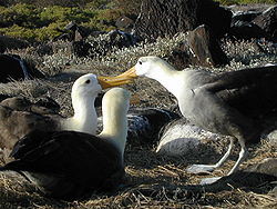 Albatros-Galapagos.jpg