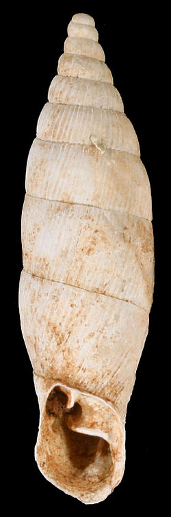 Albinaria latelamellaris shell.jpg