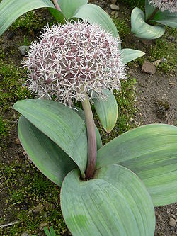 Allium karataviense Karata-Lauch 2007-05-13 347.jpg