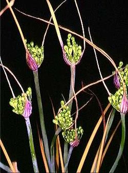 Allium nebrodense.jpg