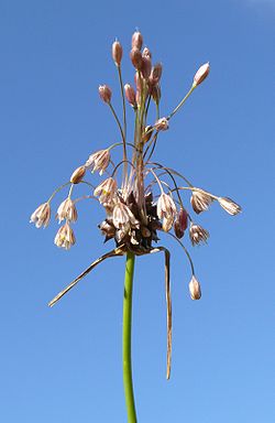 Allium oleraceum 010807.jpg