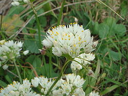 Allium subvillosum 1.JPG