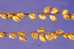 Alloteropsis cimicina seeds 2.jpg