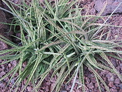 Aloe bellatula habito.jpg