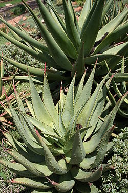 Aloe ferox IMG 2679.JPG