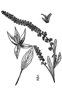 Amaranthusarenicola.jpg