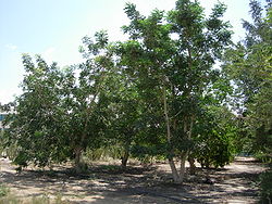 Amarula tree.JPG