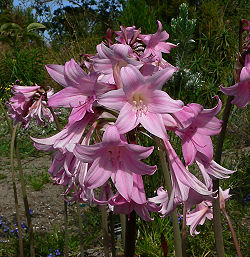 Amaryllis belladonna sfbg 2.jpg