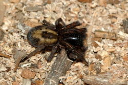 Amaurobius.similis.female.jpg