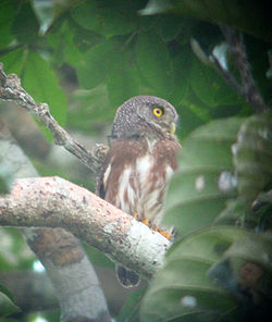 Amazonian Pygmy-owl (Glaucidium hardyi) in tree.jpg