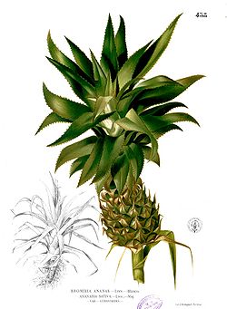 Ananas comosus Blanco2.458.jpg