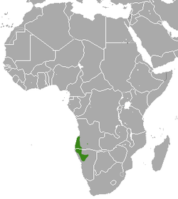 Distribución de la mangosta esbelta de Angola