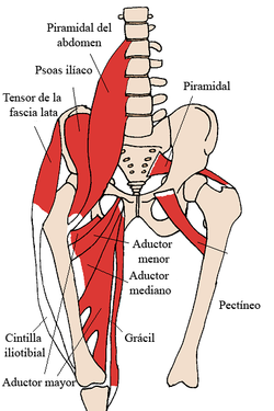 Anterior Hip Muscles 2-es.png