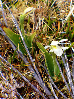 Aporostylis bifolia - Flickr 003 - detail.jpg