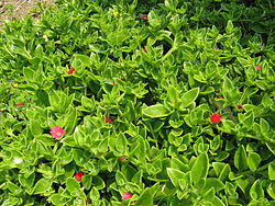 Aptenia cordifolia1.jpg