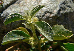 Argythamnia serrata 4.jpg
