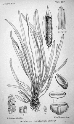 Aridarum montanum drawing.png