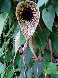 Aristolochia grandiflora.jpg