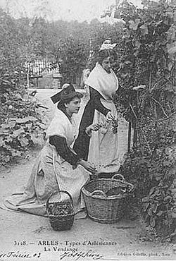 Arlésiennes vendangeant 1903.jpg