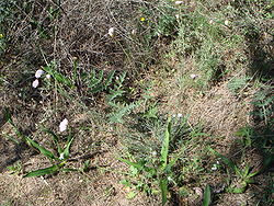 Armeria macrophylla.JPG