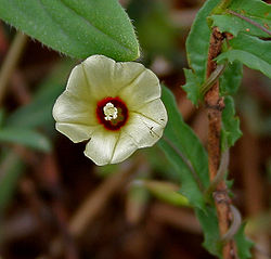 Arrow-leaf Morning Glory (Xenostegia tridentata) in Hyderabad, AP W2 IMG 7974.jpg
