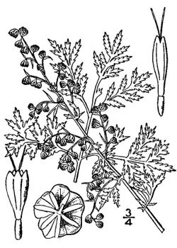 Artemisia annua(01).jpg