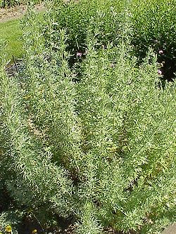 Artemisia herba-alba.jpg