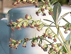 Artemisia princeps1.jpg