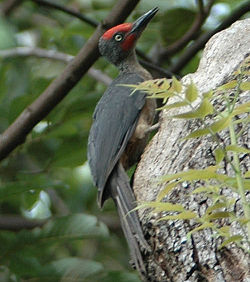 Ashy Woodpecker (Mulleripicus fulvus) on tree trunk (crop 1).jpg