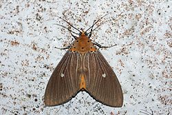 Asota caricae (Noctuidae Aganainae).jpg